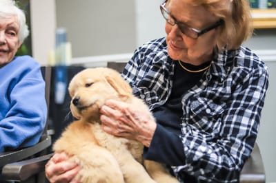 Elderly woman holding a puppy in a cozy indoor setting