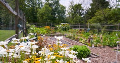 Colorful flowers in a community garden