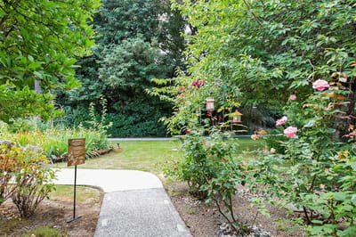 Pathway through a garden with blooming roses