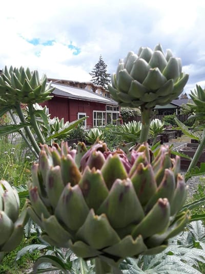 Artichoke plants with a facility in the background