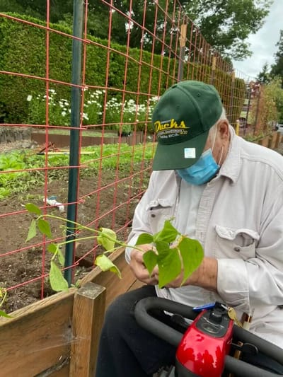 Resident gardening in a raised bed with green plants