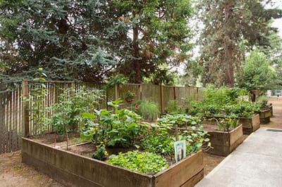 Community garden area with raised planter beds
