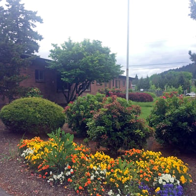 Flowers and shrubs in a well-maintained garden area