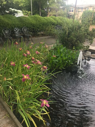Flowering plants by a serene pond with a fountain