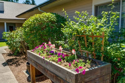 Outdoor flower bed with colorful flowers