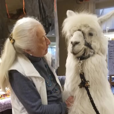 Resident interacting with a llama in an activity area