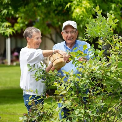Residents harvesting blueberries in a garden