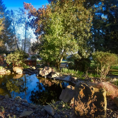 Serene outdoor pond surrounded by lush greenery