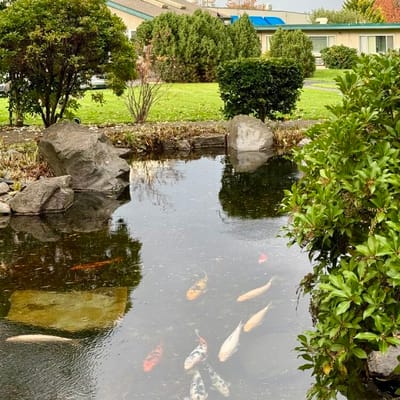 A tranquil pond with koi fish surrounded by greenery