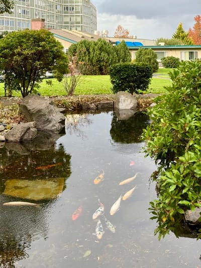 A serene outdoor pond with koi fish and greenery