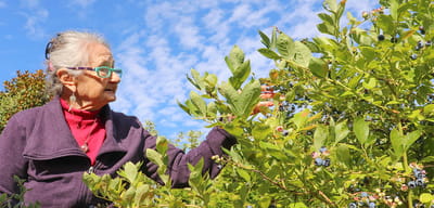 Resident picking blueberries in a garden
