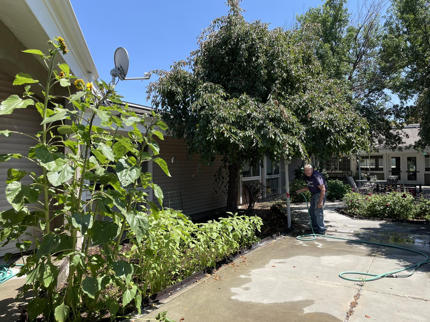 A resident tending to plants in the garden