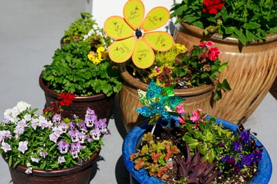 Colorful flower pots in an outdoor space