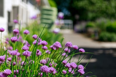 Vibrant flowers blooming in a garden path