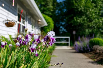 Beautiful flowers along the pathway of assisted living facility