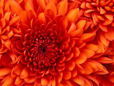 Close-up of vibrant orange flowers