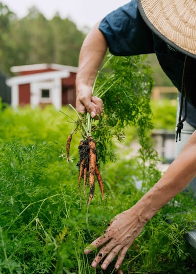 Hands harvesting carrots in a vibrant garden