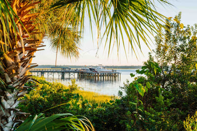 Scenic view of a pier surrounded by greenery