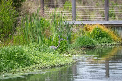 Lush outdoor space with a heron by the water