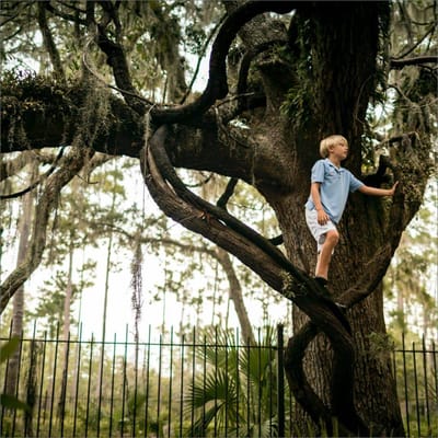 A child climbing a tree in an outdoor setting