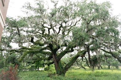 Large majestic oak tree with Spanish moss