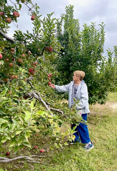 Senior resident picking apples in an orchard