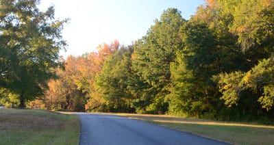 Scenic view of a tree-lined road in autumn