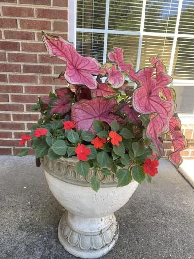 Colorful potted plants in an outdoor space