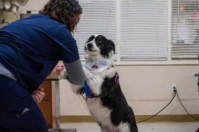 A therapy dog interacting with a staff member indoors