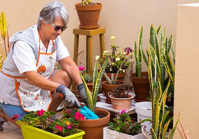 Resident gardening in a flowerbed with colorful plants