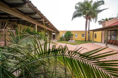 View of a courtyard with palm trees and landscaping