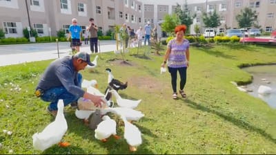Residents interacting with ducks in a garden area