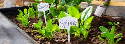 Vegetable garden with labels for tomato and spinach