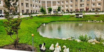 Pond with ducks and the exterior of the facility