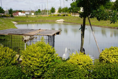 A serene outdoor space with a pond and greenery