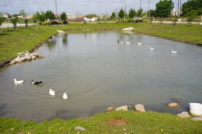 A serene pond with ducks in a landscaped area