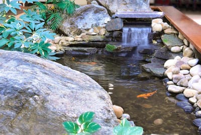 Serene indoor water feature with koi fish