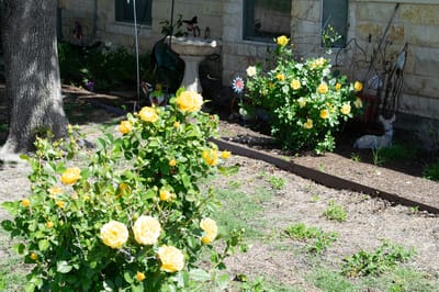 Bright yellow roses in a garden area