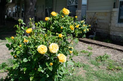 Vibrant yellow roses in an outdoor garden area