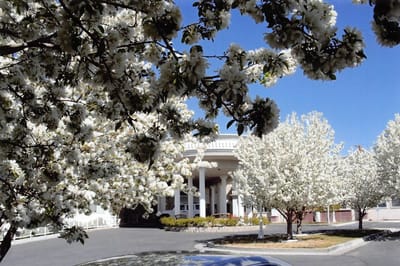 Building entrance surrounded by blooming trees