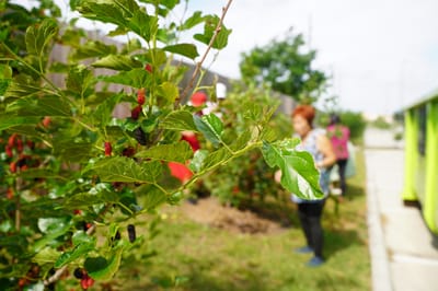 Residents enjoying an outdoor garden space