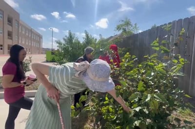 Residents gardening in a sunny outdoor space