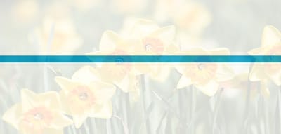 Field of yellow daffodils with a blue overlay