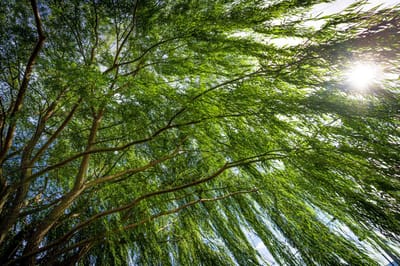Sunlight filtering through a large tree's branches
