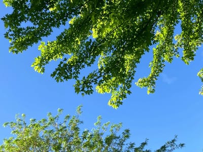 Hawkins Residential, assisted living in Richmond, VA — Lush green leaves against a clear blue sky