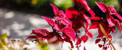 Vibrant red foliage in an outdoor space