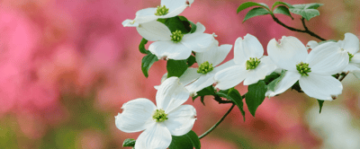Close-up of white flowers against a blurred pink background
