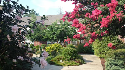 A beautiful garden area with vibrant flowers