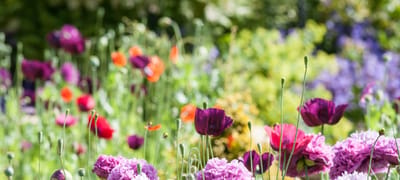 Vibrant garden with colorful flowers