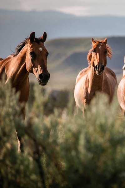 Horses in a natural setting with greenery